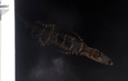 Alligator off our starboard side