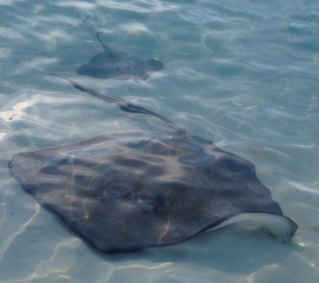 Sting Rays off Volley Ball Beach, George Town, Exumas, Bahamas