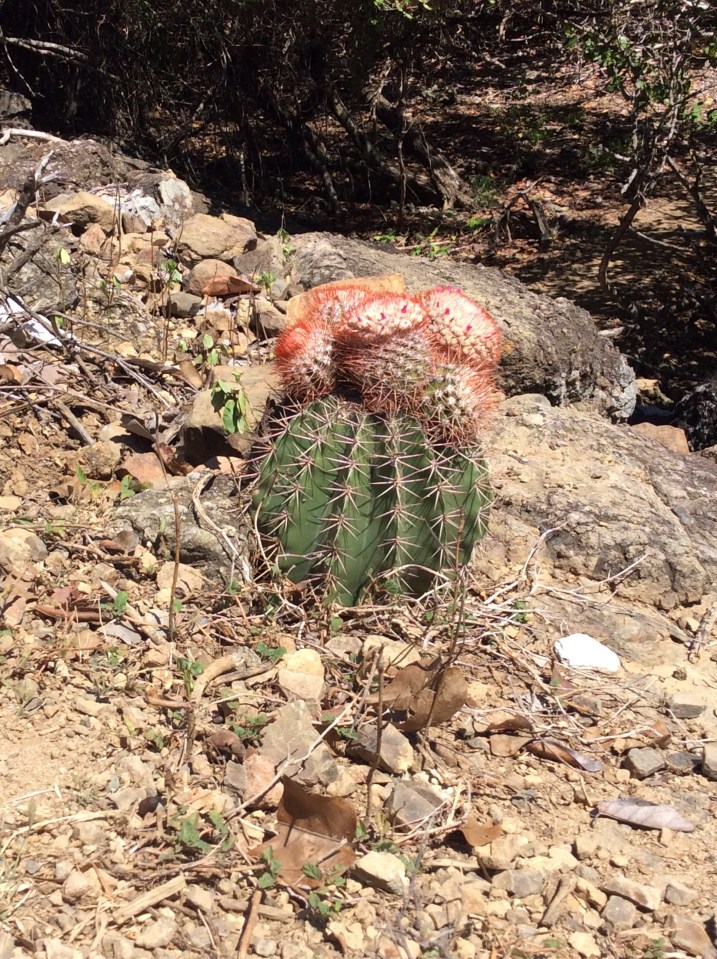 Jost Van Dyke, Bubbly Pool hike, BVI