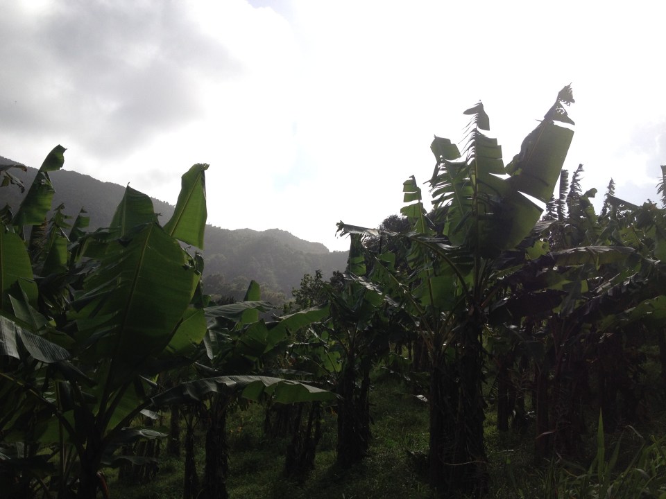 Grenada countryside hike