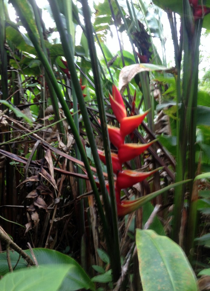 Heliconia pendula flowers
