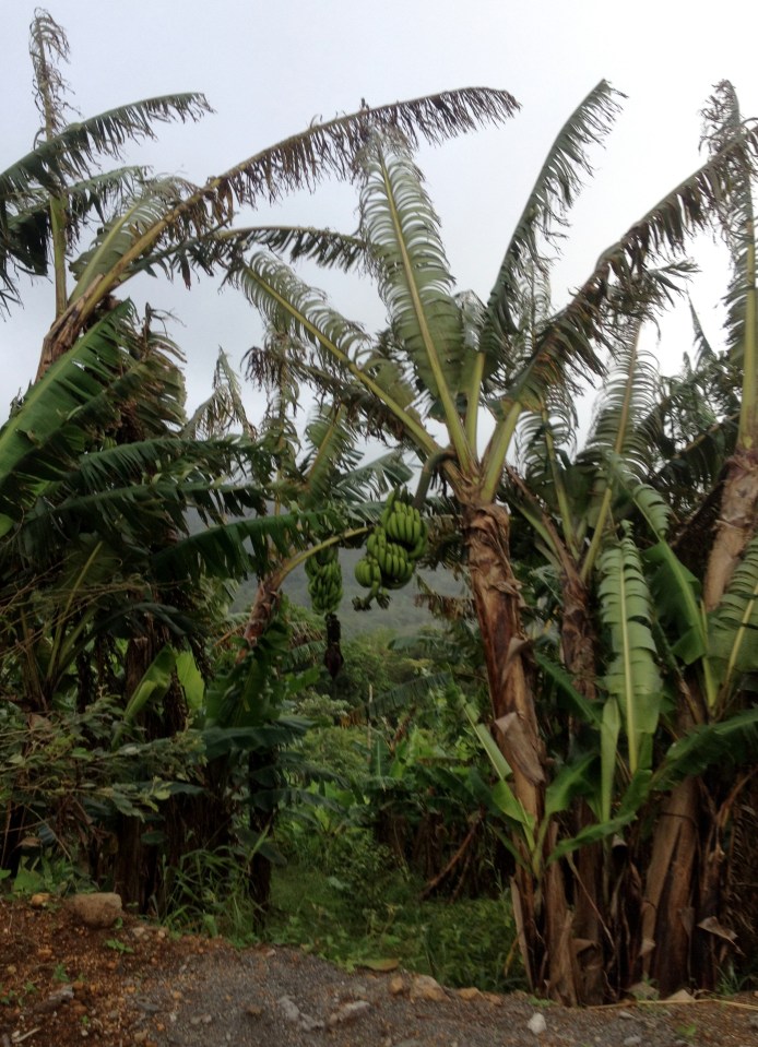 Banana trees