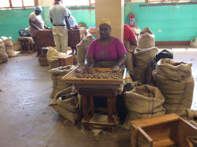 Workers Hand Grade Nutmeg (Remove Residual Defectives) and Run through Metal Graders (for size)