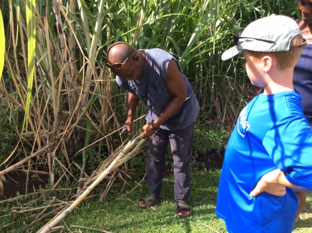 Cutting cane