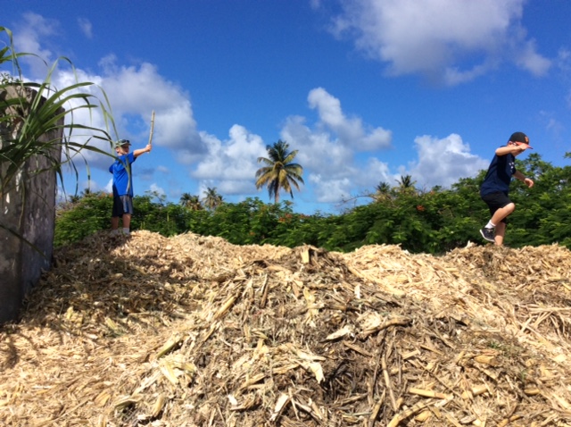 R&R on the cane mulch pile