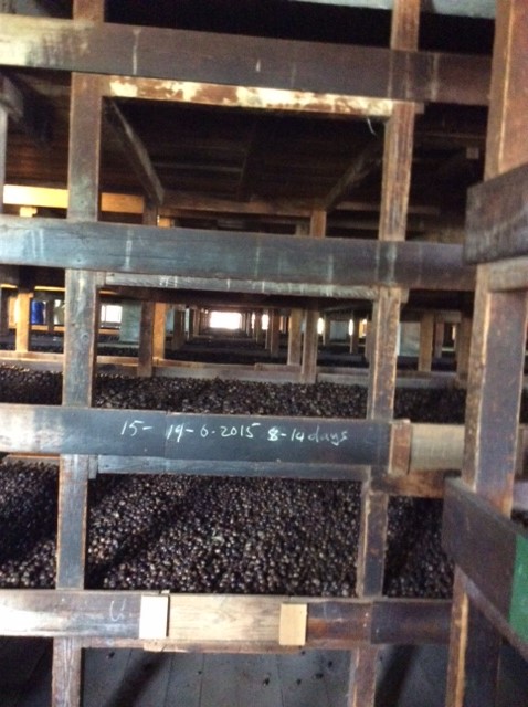 Nutmeg Air Dried in Shells (6-8 weeks