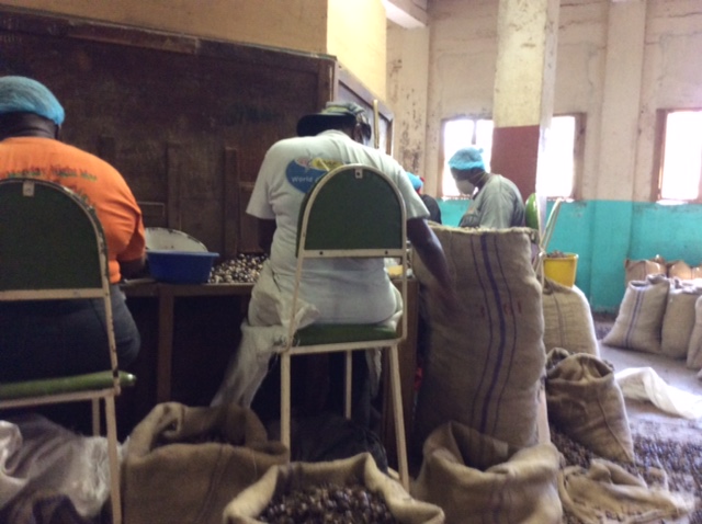 Workers Manually Separating Shells From Kernels