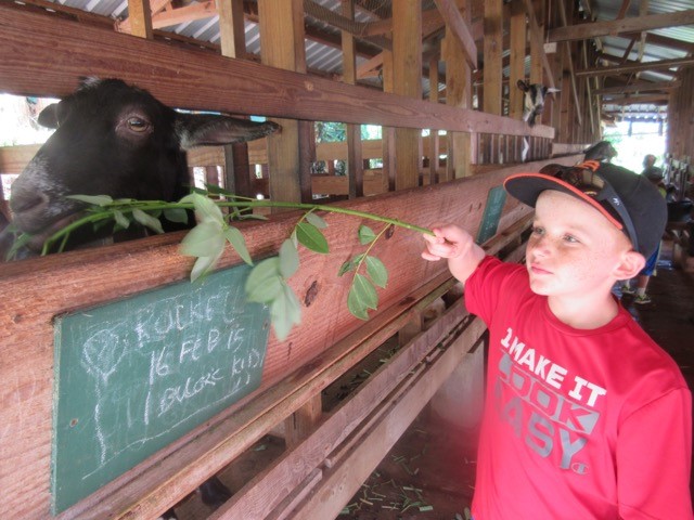 Ryan feeding the goats at the dairy farm