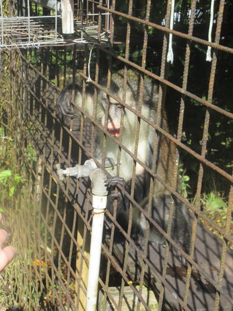 Monkey Getting Water From the Tap
