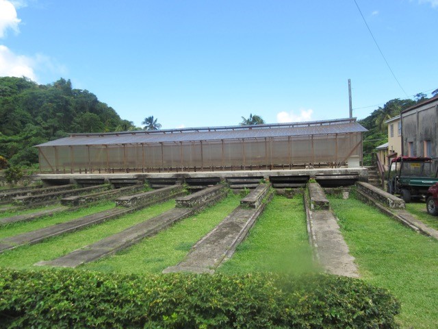Cocoa Bean Drying Area in the Sun