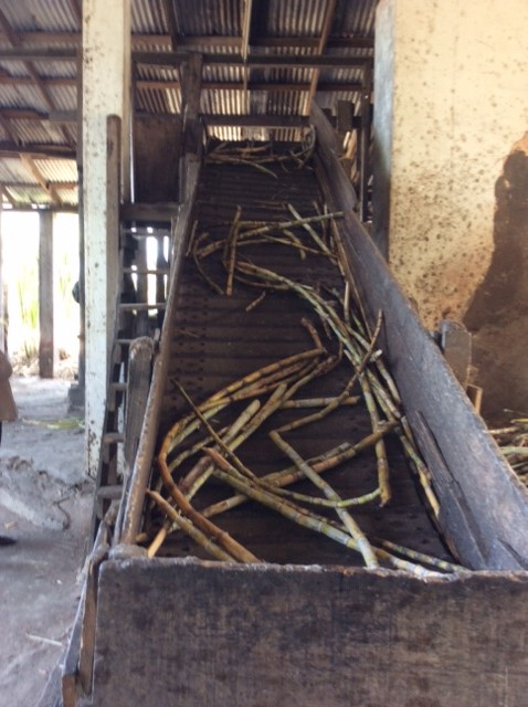 Raw sugar cane going up hydro-powered conveyer belt. The machine squeezes out the juice.
