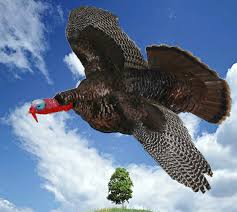 Flying Turkey