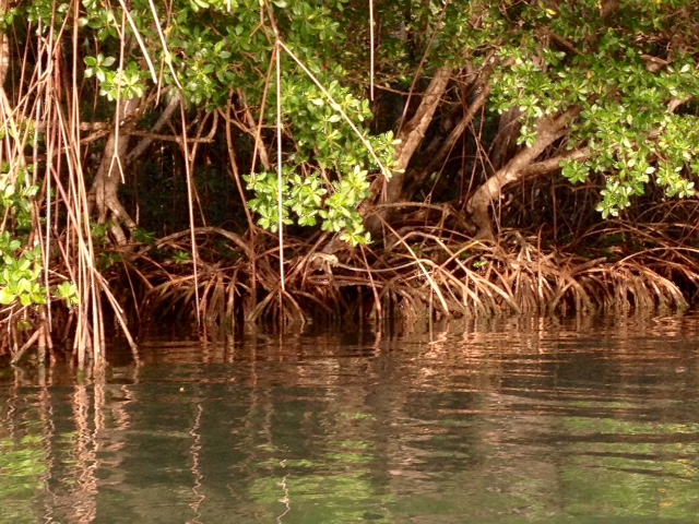 Mangroves Shores of Marigot Bay, St. Lucia