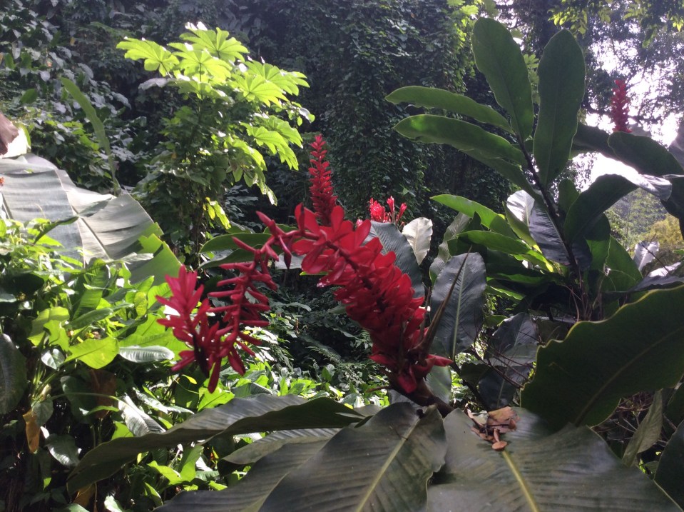 Trail to Dark View Falls, St. Vincent