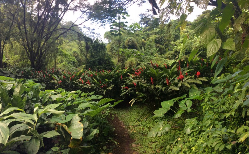 Trail to Dark View Falls, St. Vincent