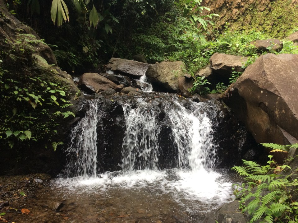 On the trail to Dark View Falls, St. Vincent
