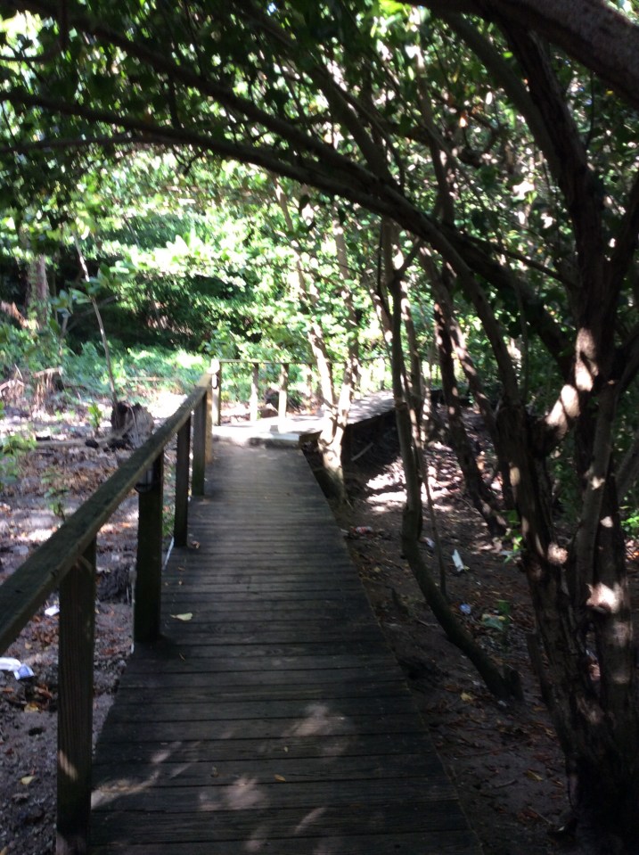 Hike Behind the Rain Forest Café, Marigot Bay, St. Lucia