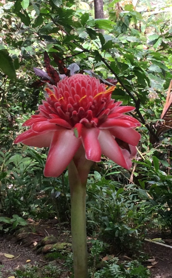 "Waxy Rose" St. Lucia Botanical Gardens
