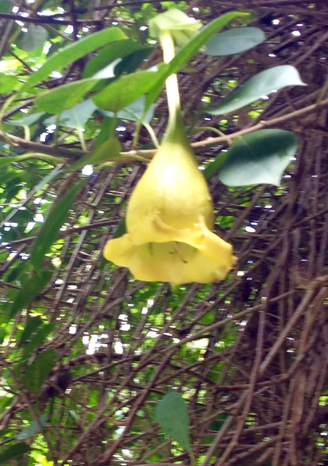 St. Lucia Botanical Gardens