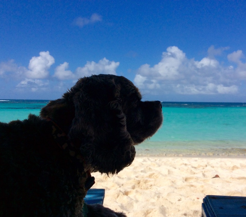 Patton, Loblolly Beach, Anegada, BVI