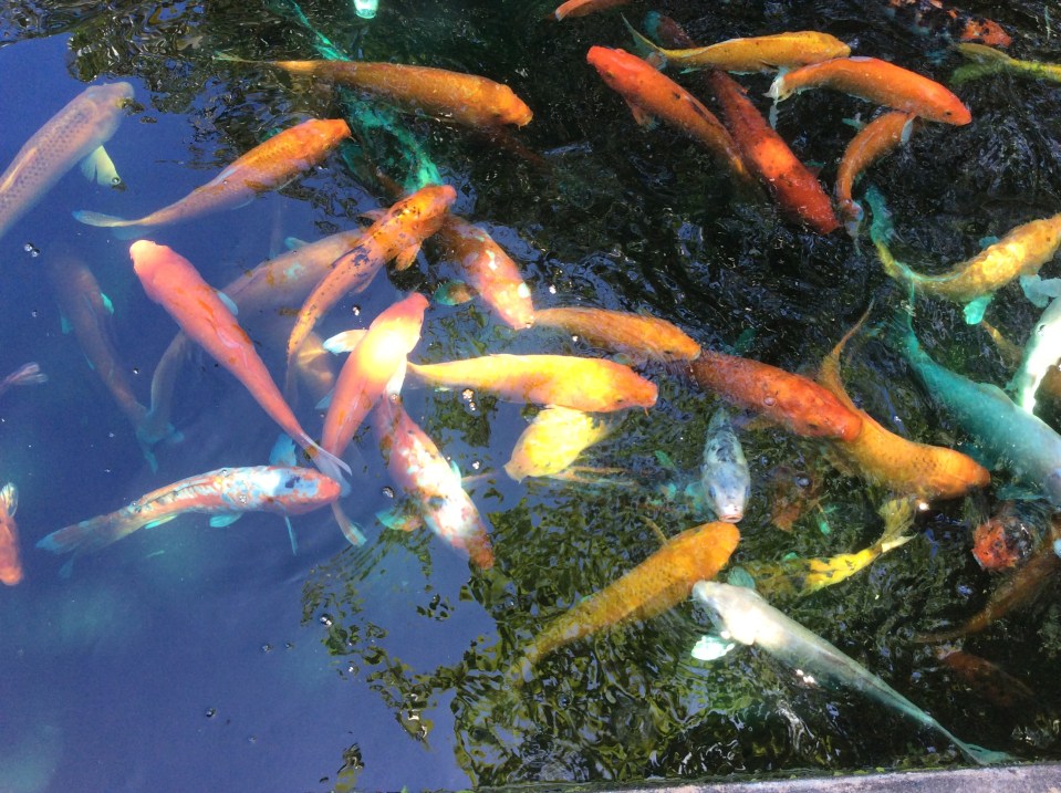 Koi Pond, Museo de Arte de Puerto Rico
