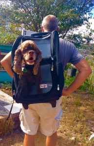 Randy with Patton in his jet pack, ready to go hiking in St. Bart