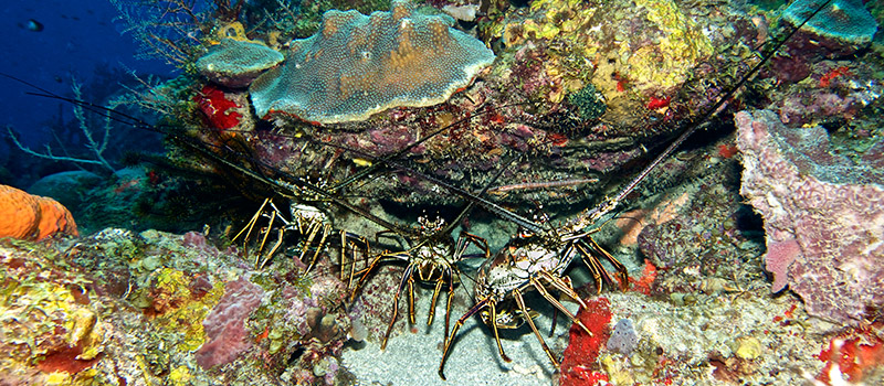 Open water Dive St. Lucia photo