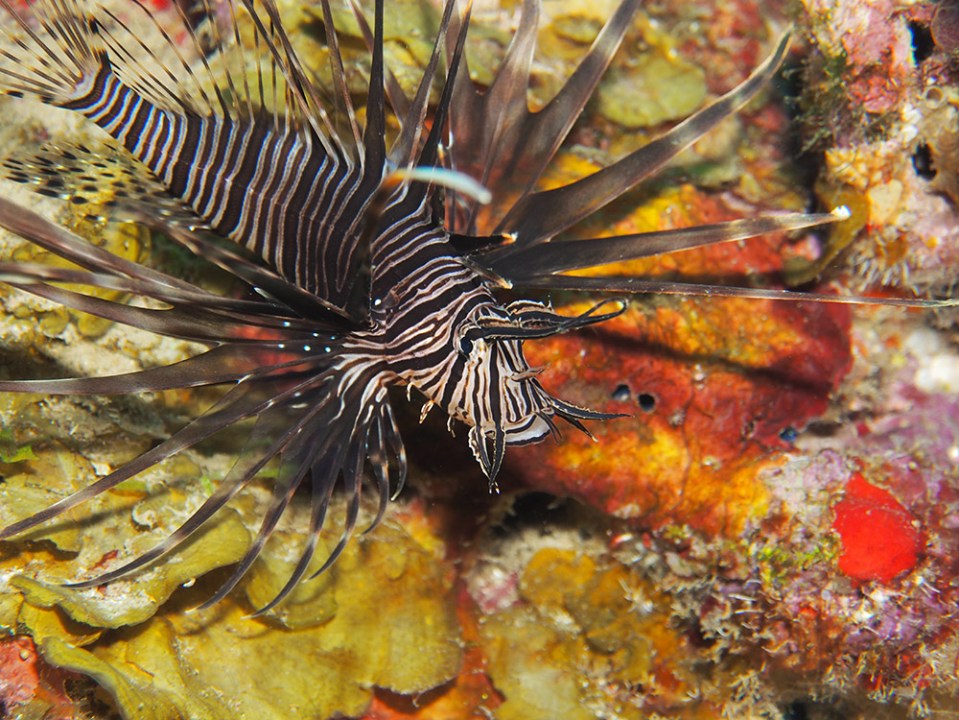 Lion Fish, Dive St. Lucia photo