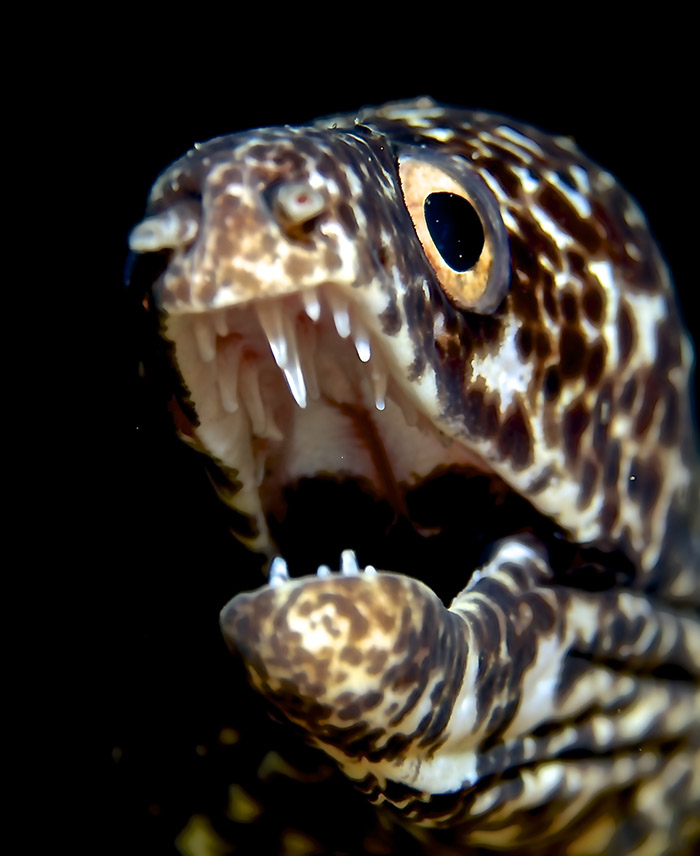 Moray eel, St. Lucia