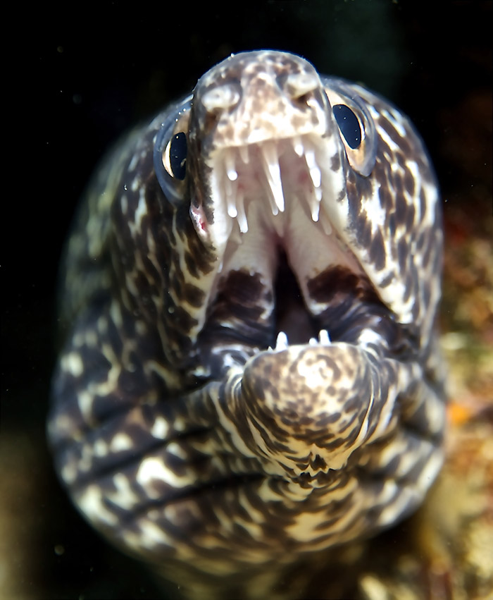 Moray eel, Dive St. Lucia photo