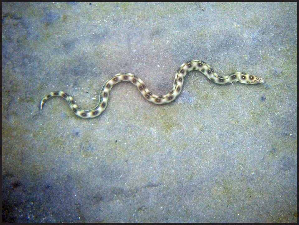 Sea Snake, open water Dive St. Lucia photo