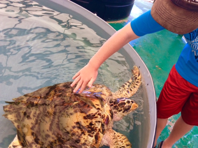 Ryan feeling a Hawksbill Turtle shell at the Old Hegg Turtle Sanctuary, Bequia