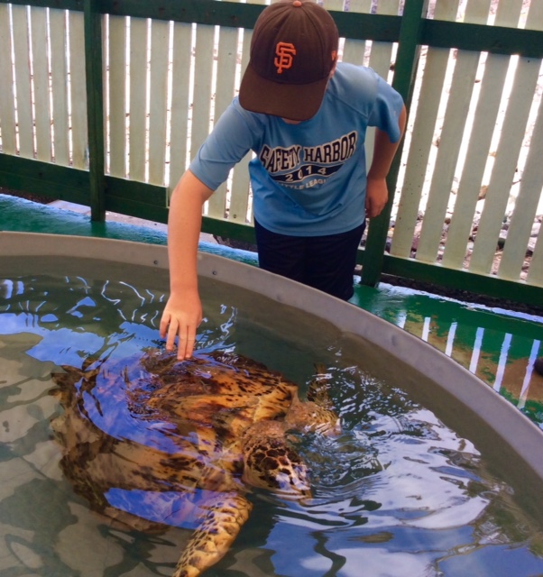 Ronan touching a Hawksbill Turtle shell, Turtle Sanctuary, Bequia