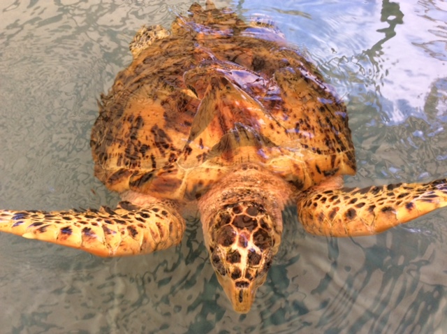 HawksbillTurtle, Turtle Sanctuary, Bequia