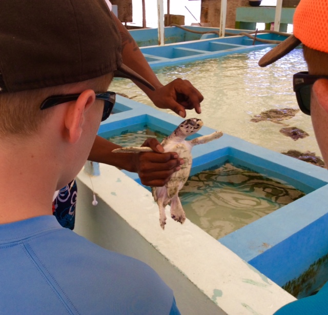 Ronan and Ryan learning about the endangered Hawksbill turtle at the turtle sanctuary in Bequia