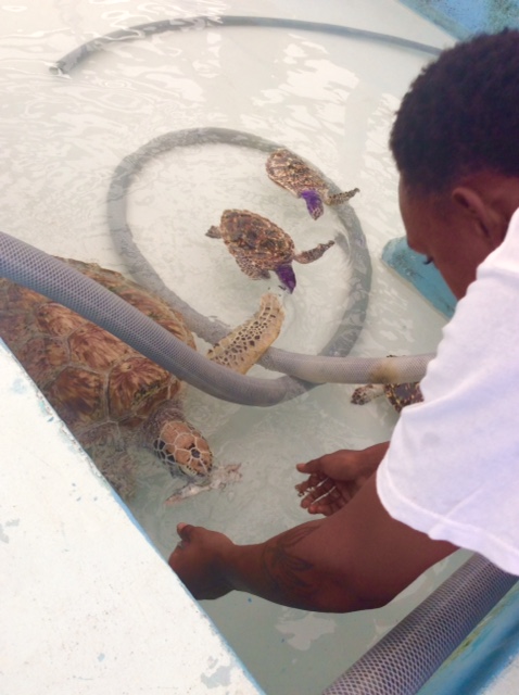 Feeding a Green Turtle at the turtle sanctuary in Bequia