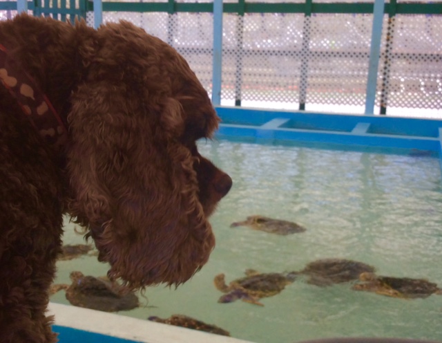Patton watching the Hawksbill turtles in Bequia