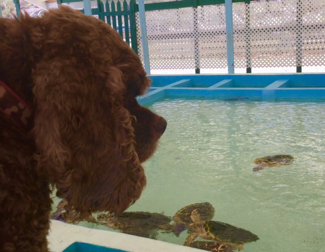 Patton watching the Hawksbill turtles in Bequia