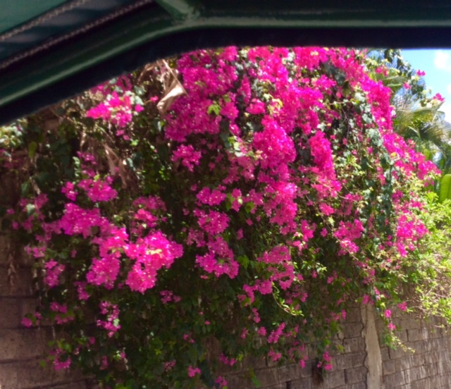 Colorful flora, Bequia
