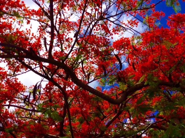 Colorful flora, Bequia