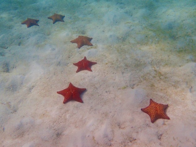 Cushion Starfish, just off Baradol Island, Tobago Cays