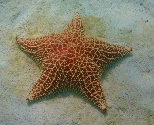 Cushion Starfish, just off Baradol Island, Tobago Cays