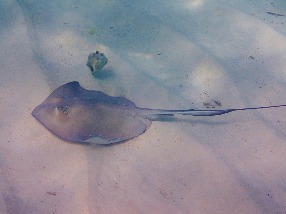 Southern Stingray & Trunkfish just off Baradol Island, Tobago Cays