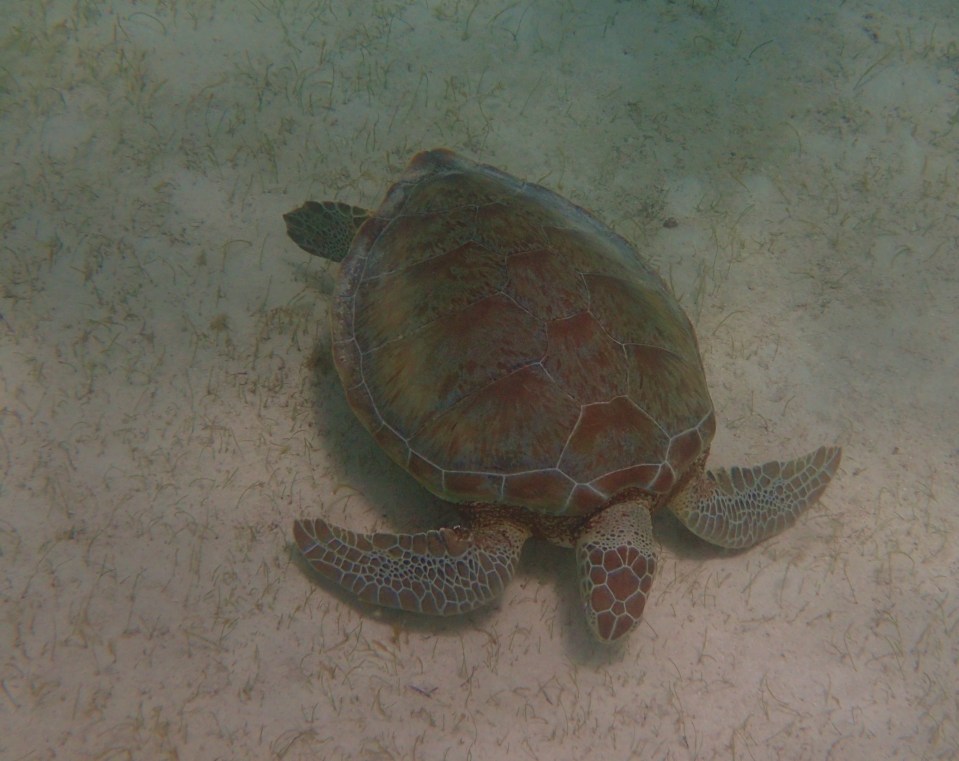 Green Turtle, Baradol Island, Tobago Cays