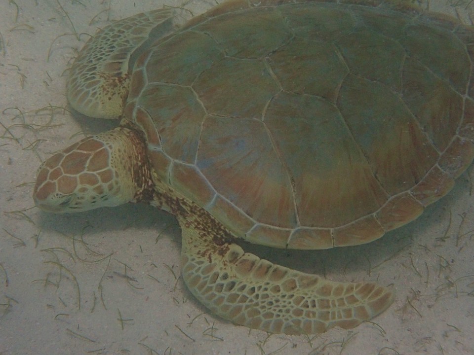 Green Turtle, Baradol Island, Tobago Cays