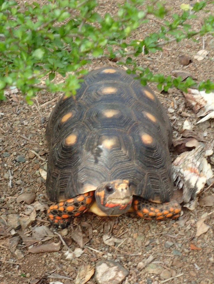 Tortoise, were plentiful and freely roamed Baradal Island, Tobago Cays