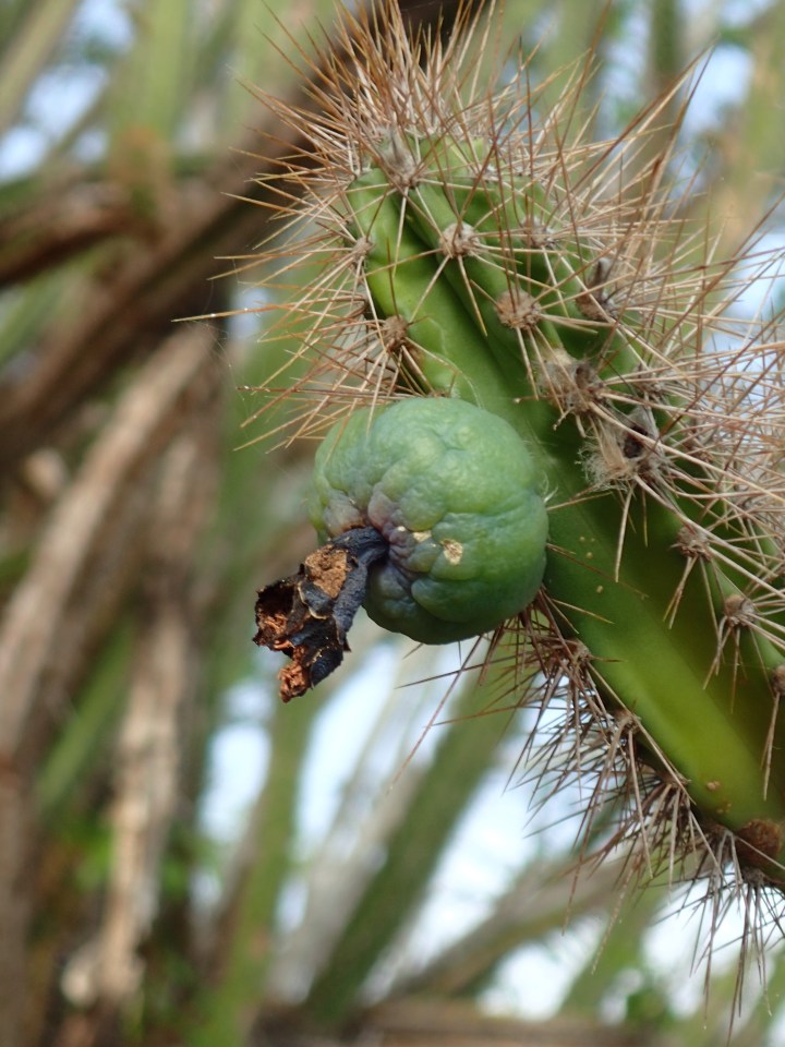 The birds were eating the fruit off the cacti, Baradal Island, Tobago Cays
