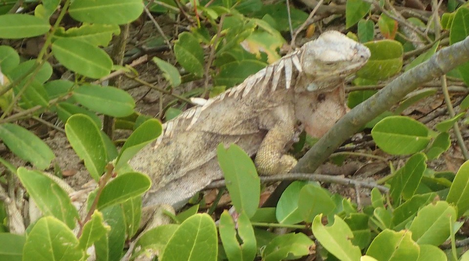 Iguanas also roamed freely in, Baradal Island, Tobago Cays Marine Park