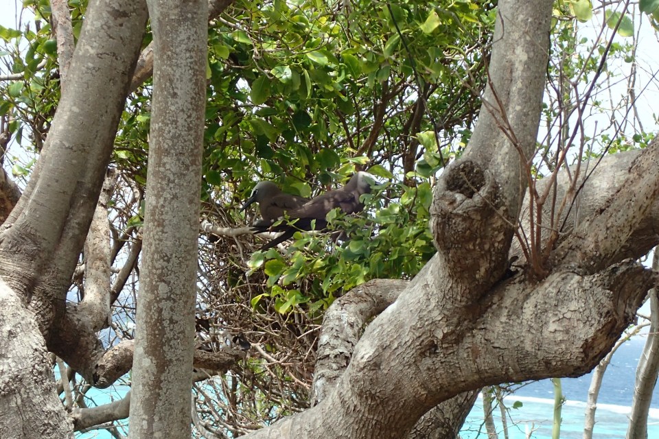 Nesting Birds, Baradal Island, Tobago Cays Marine Park