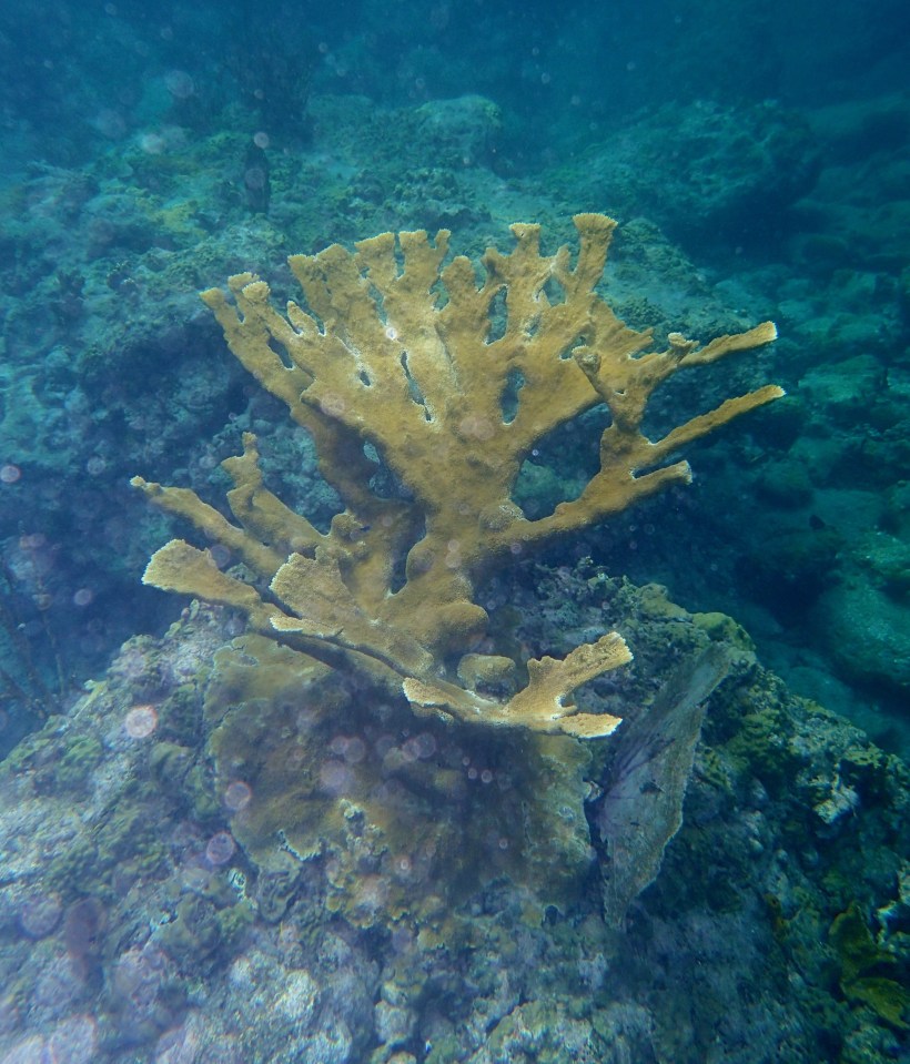 Elkhorn coral, Admiralty Bay, Bequia